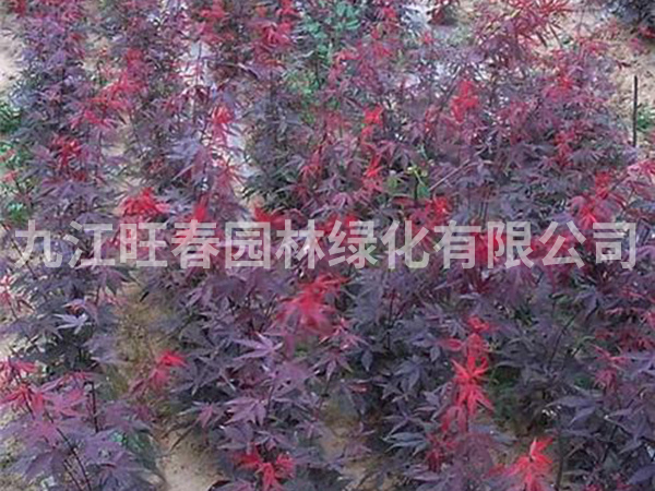 紅楓
